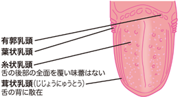 舌の構造