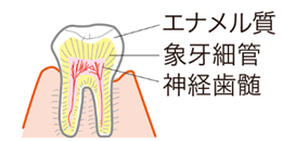 歯の断面