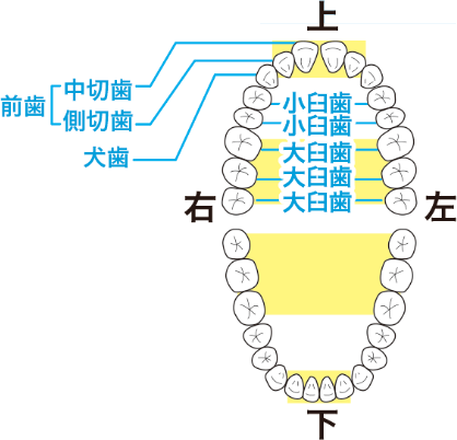 歯