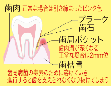 歯