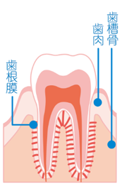 歯の神経の治療後