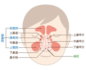 綾瀬の歯医者、新井歯科医院で、虫歯が原因の発熱について解説